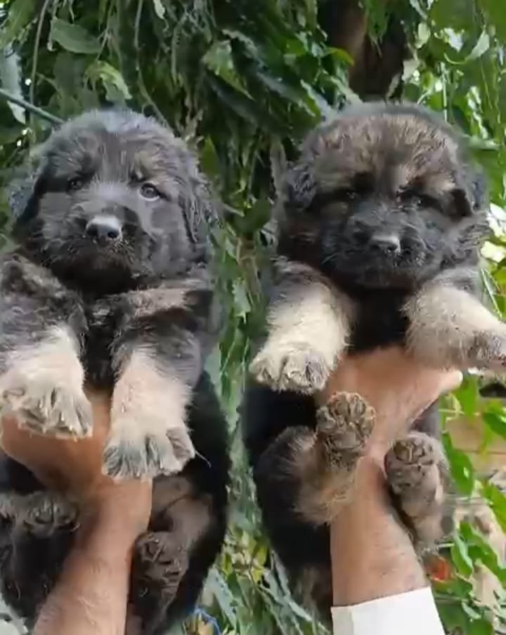 Order Female German shepherd Puppy from Ahmedabad